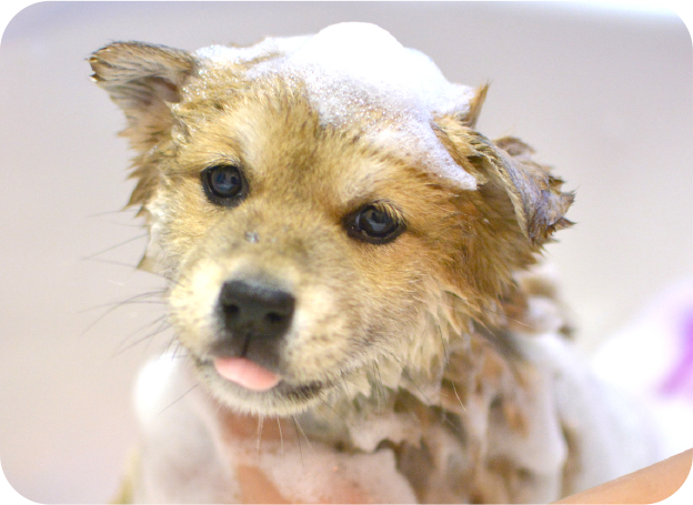 スライドショー