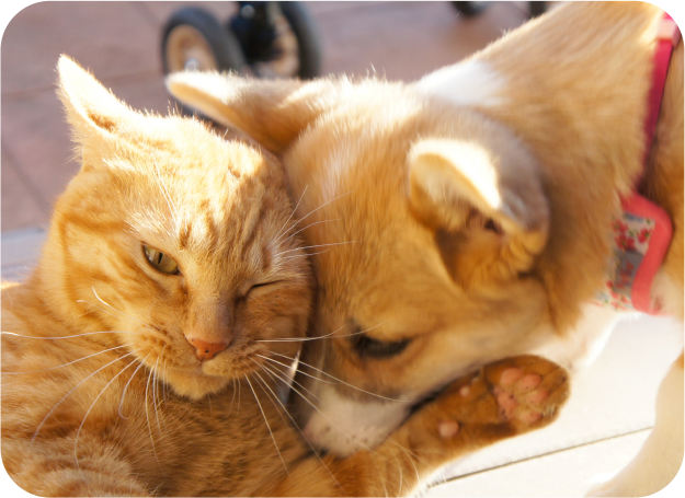 スライドショー