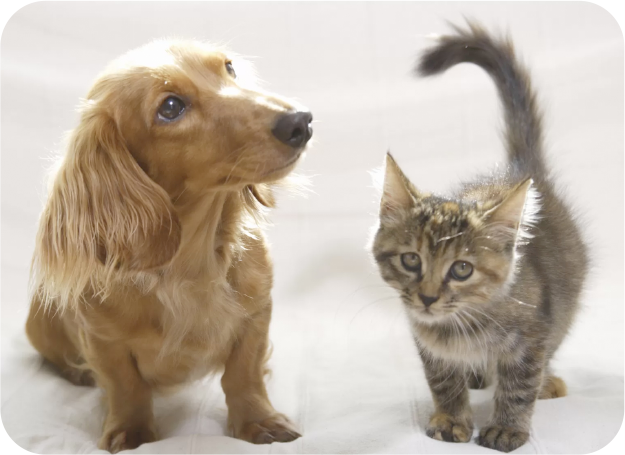 スライドショー