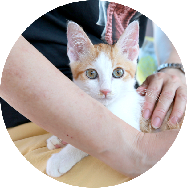 譲渡会イメージ