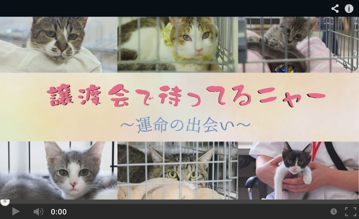 動画サムネイル